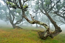 Old Laurel Forest Or Laurissilva Forest, Stinkwood (Ocotea Foetens) Trees In Fog, UNESCO World Heritage Site, Fanal, Madeira, Portugal, Europe