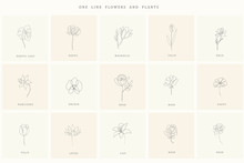 Set Of Floral Design Elements For Logo.