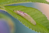 Fototapeta Na sufit - Hover fly larva on a leaf. High detail.