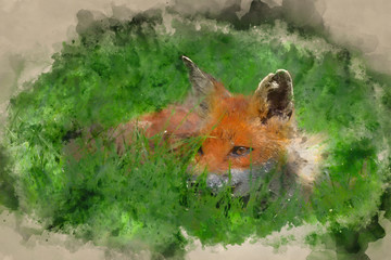 Digital watercolor painting of Stunning image of red fox vulpes vulpes in lush Summer countryside landscape