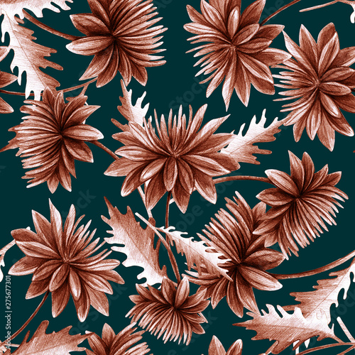 Summer, autumn flower chrysanthemum, field, garden beautiful plants, hand dra...