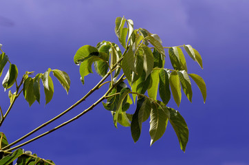 Wall Mural - walnut tree at the summer