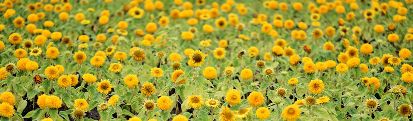 Poster - yellow chrysanyellow chrysanthemum flowers and sunflowers on green backgroundthemum flowers and sunflowers on green background