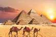 Camel caravan near the Giza Pyramids of Egypt