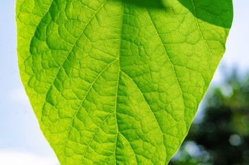 Wall Mural - Green leaves of a catalpa tree on a background blue sky