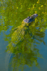 Wall Mural - American Alligator, Everglades National Park, Florida, USA, America