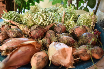 onions, Fresh vegatables from garden