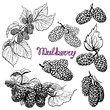 Set Mulberry. Hand drawn sketch graphics elements,black and white
