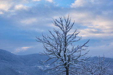 Snow covered trees