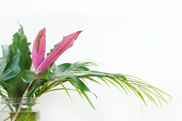 Wall Mural - Fresh green palm leaves isolated on white background, summer plants object