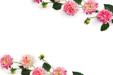 Frame of dahlia flowers on a white background with space for text. Top view, flat lay