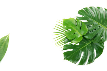 Fresh green palm leaves isolated on white background, summer plants object