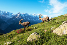 Beautiful Mountain Landscape With Two Cute  Mountain Goats  In The French Alps Near The Lac Blanc Massif Against The Backdrop Of Mont Blanc.