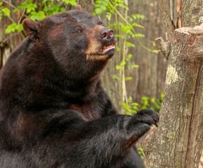 Wall Mural - Florida Black Bear 