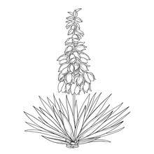 Outline Yucca Filamentosa Or Adam’s Needle Flower Bunch, Ornate Bud And Leaf In Black Isolated On White Background.