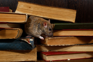 Close-up the rat (Rattus norvegicus) rat on the pile of old books in the library. Concept of rodent control.