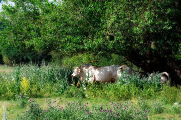 cows under trees and heat wave  in Loire valley