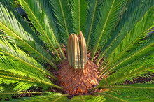 Popular Decorative Palm Cycas Revoluta (sago Palm, King Sago, Sago Cycad) In The Garden, New Growth Of Leaves