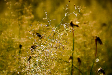  Morning dew on the grass