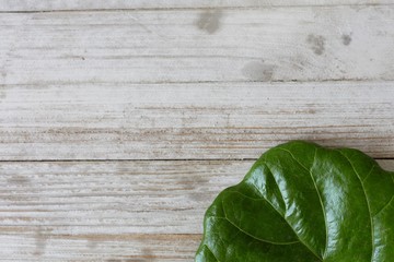 Poster - Fiddle Fig Leaf Textured Background