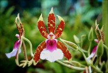 Orchid In Botanical Garden In Costa Rica