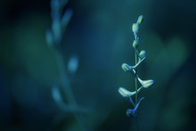 Fantasy Garden, Flower Buds Isolated On A Blurred Dark Bluish Background, Artistic Nature Wallpaper, Condolence Card Concept