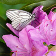 butterfly flying and collecting nectar from the blooming pink rhododendron flowers. 