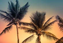 Coconut Trees Against Sunset Background. 