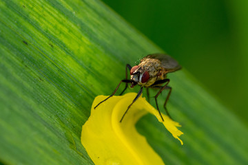 Wall Mural - Macro of a common fly eyes sitting on iris flower and grass (meadow)