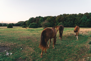 horse on a pasture