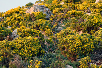 Canvas Print - Gelber, Dorniger Ginster auf der griechischen Insel Kastelorizo // Thorny Brooms (Genista) on the greek island Kastellorizo