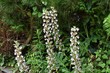 Acanthus mollis is a summer flower that has large leaves and a majestic flower ear with a strong presence.