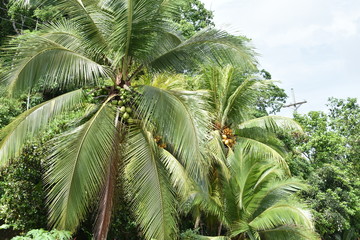 coconut tree tropical