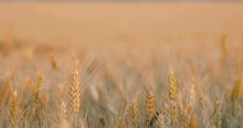 Spike Of Wheat On The Field - Shallow Depth Of Field ,focus Change