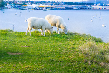 Wall Mural - Sheep grazing on Mount Maunganui, New Zealand