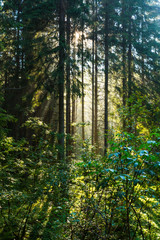 Wall Mural - Early morning light in an alpine forest, in summer, in the Alps