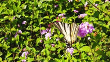 Clip Of A Zebra Swallowtail Butterfly Collecting Nectar From Light Blue Lantana Camara Flowers. Shot At 120 Fps.