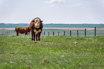 Wall Mural - Hereford bulls standing and grazing in a prairie pasture in Saskatchewan, Canada