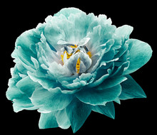 Peony Flower Turquoise On The Black Isolated Background With Clipping Path. Nature. Closeup No Shadows. Garden Flower.