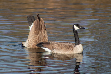 Birds and Nature of California