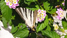 Close Up Video Of A Zebra Swallowtail Butterfly Collecting Nectar From Light Blue Lantana Camara Flowers. Shot At 120 Fps.