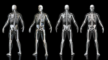 Wall Mural - Human Skeleton isolated - 3d render