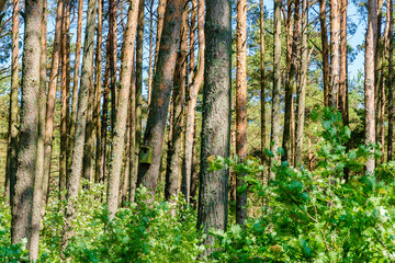 forest background, pine forest