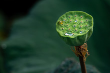 Close-up Of  Sacred Lotus Seed Pod With Water Drops And Insect