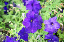 Petunia, Two-tone Colored Flowers Of Petunia Decorating The Green Garden Becoming Lovely 