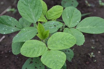 Poster - Green soybeans cultivation / Green soybeans salt boiled is very good for beer snacks.