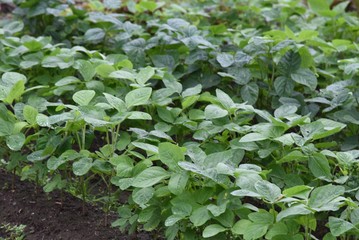 Wall Mural - Green soybeans cultivation / Green soybeans salt boiled is very good for beer snacks.