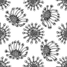 Seamless Pattern With Black And White African Daisies