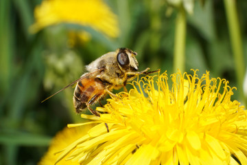 Close-up of spring fly Eristalis tenax on dandelion