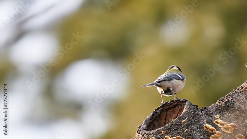 可愛い鳥 シジュウカラの後ろ姿 Buy This Stock Photo And Explore Similar Images At Adobe Stock Adobe Stock